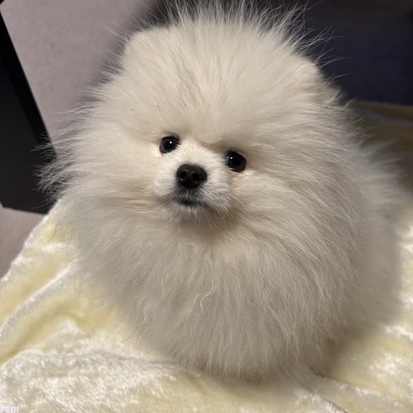 ピノくん