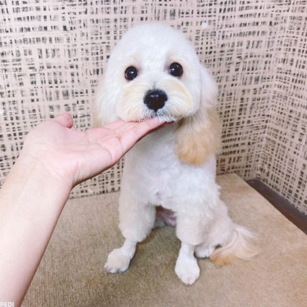 RUMちゃん