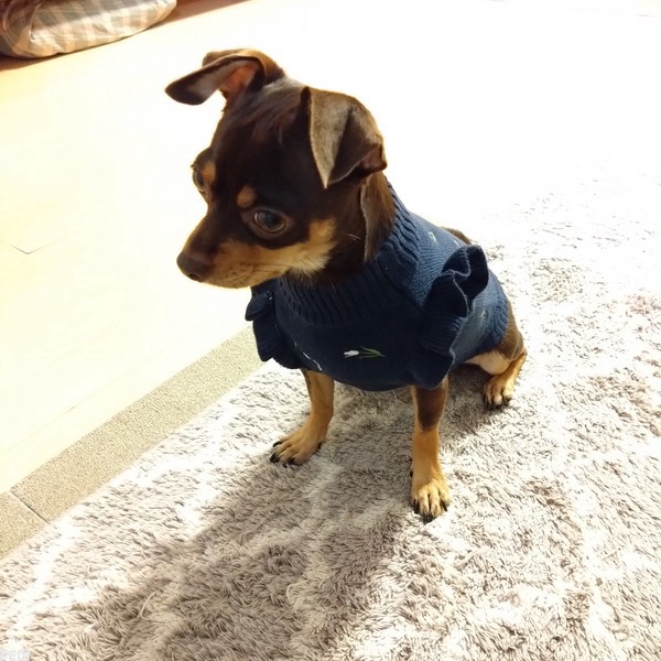 にこちゃん