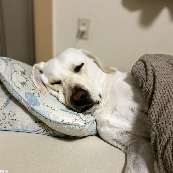 はくくん