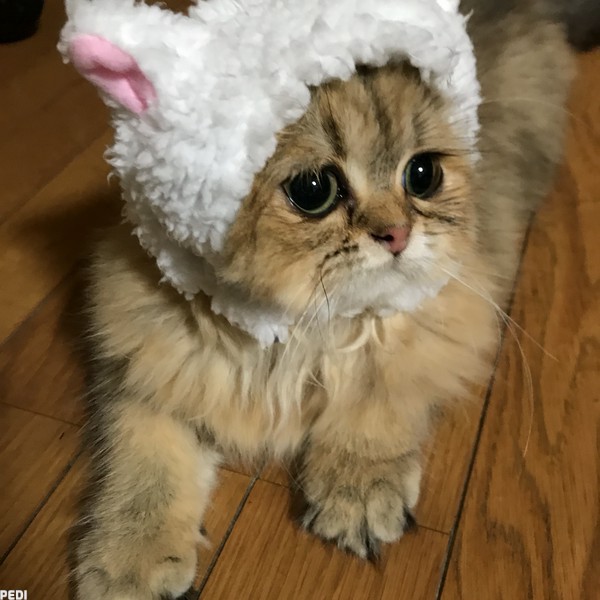 ルビーちゃん