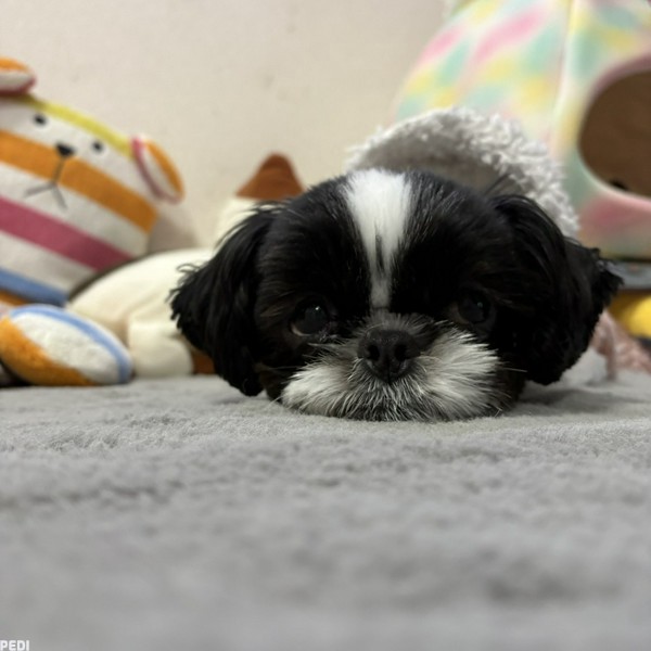 てんちゃん