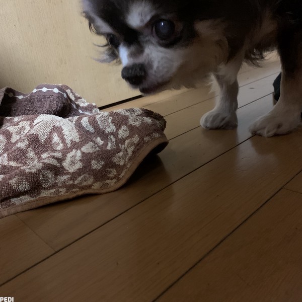 りんちゃん