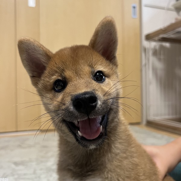 WAVYくん