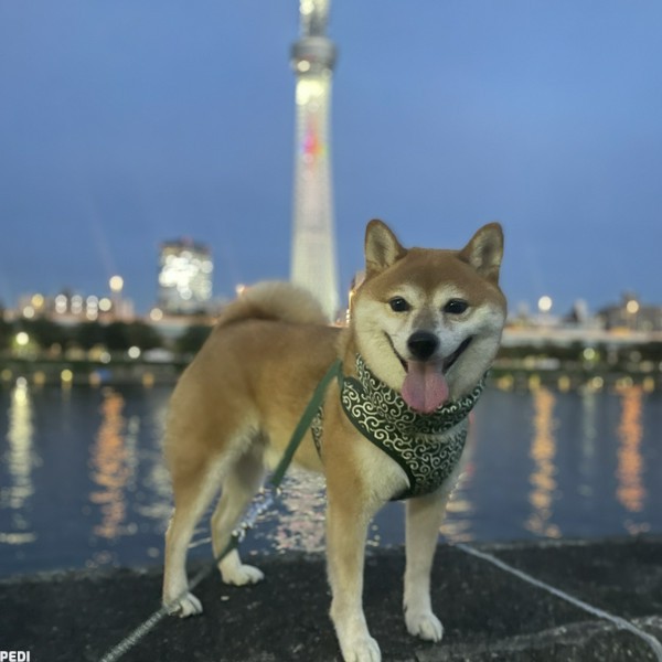 タンタンくん