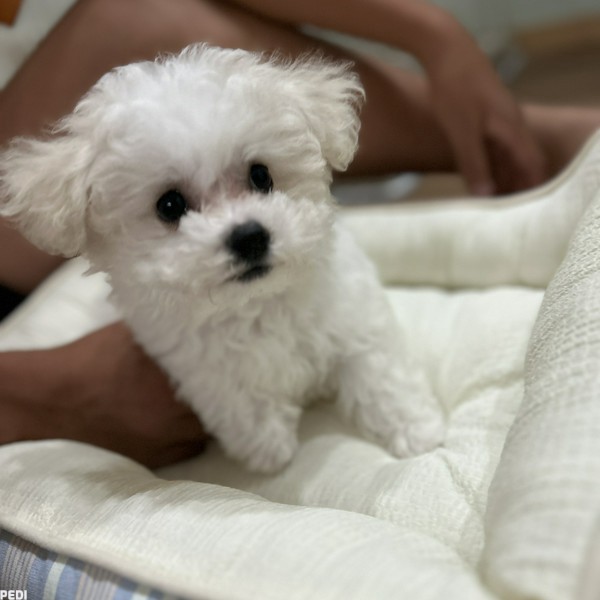 bibiちゃん