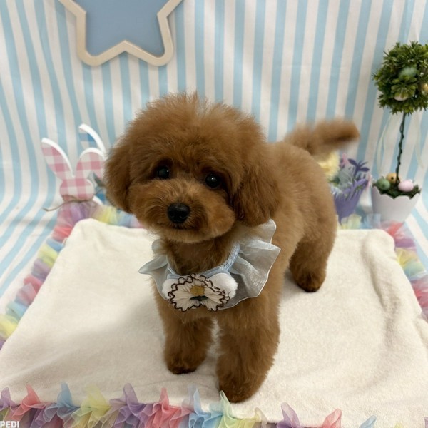 たぬきちちゃん