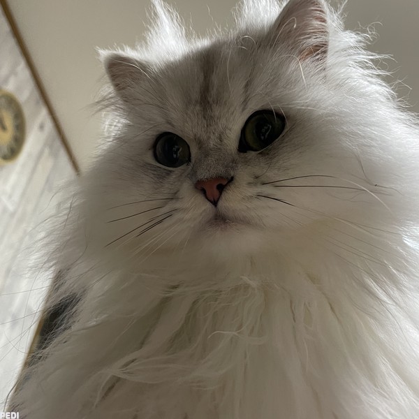 チルくん
