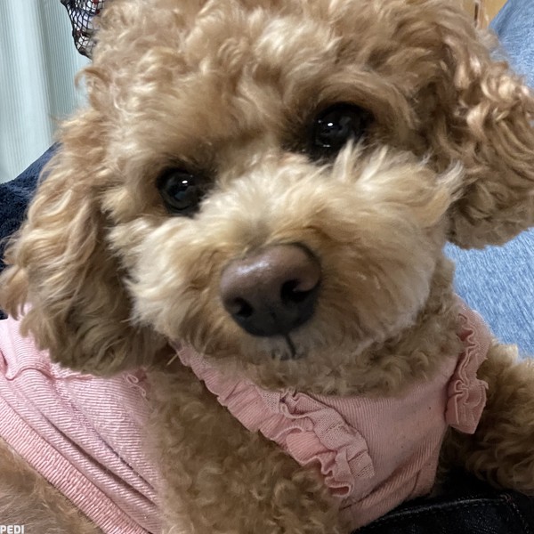 らむちゃん