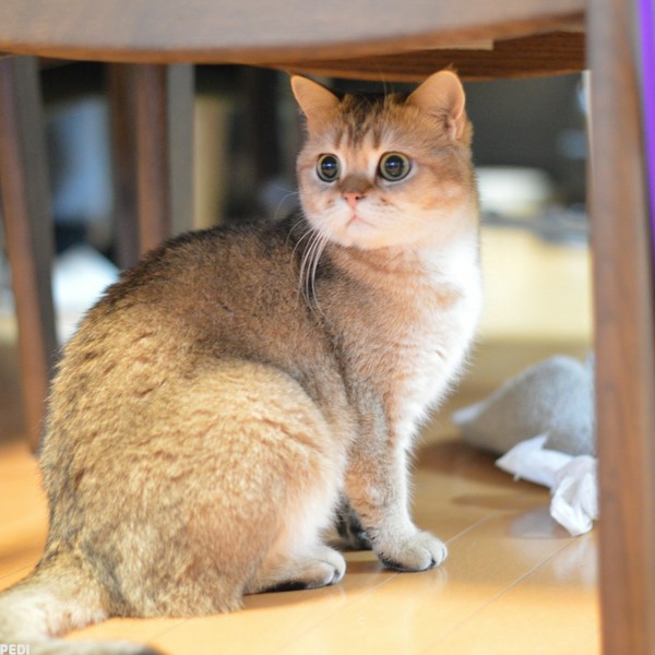 きぬちゃん