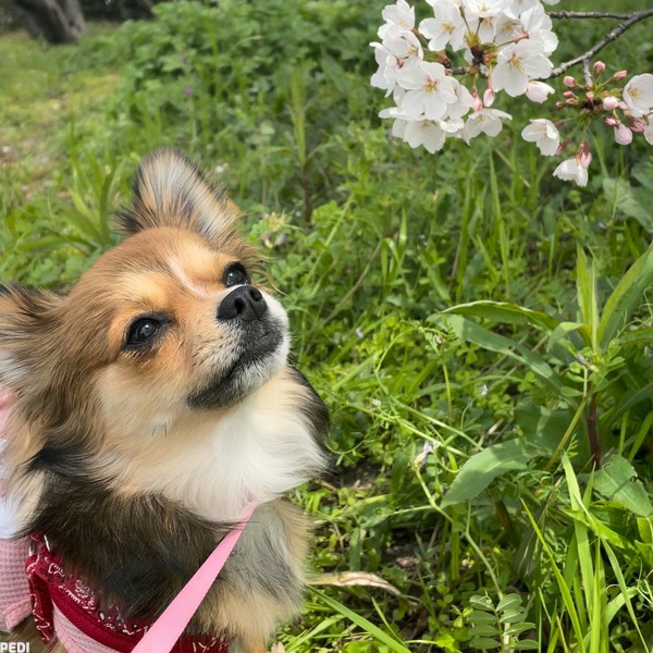 つくしちゃん