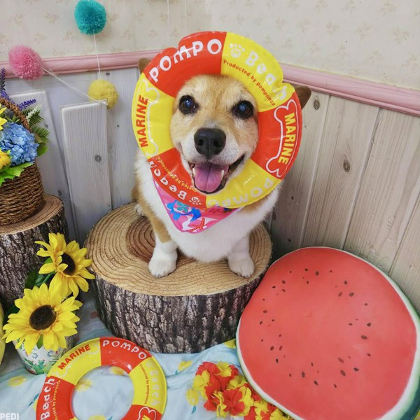 ティアラちゃん