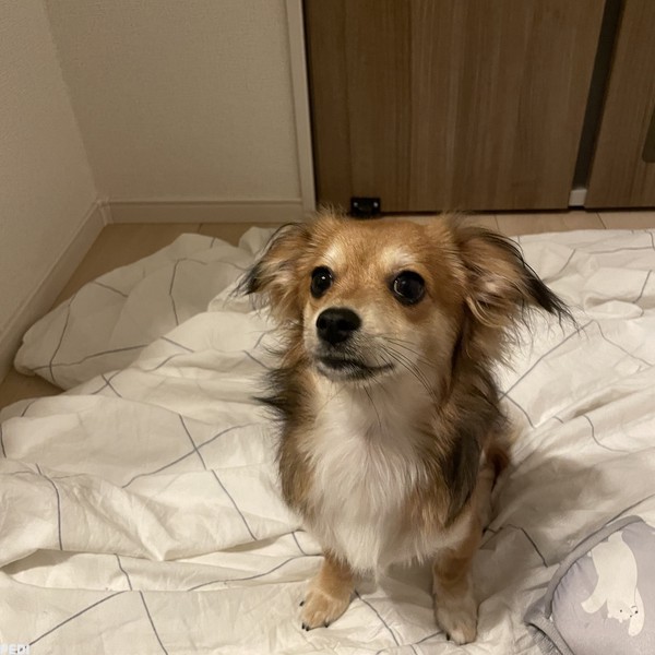 きなこちゃん