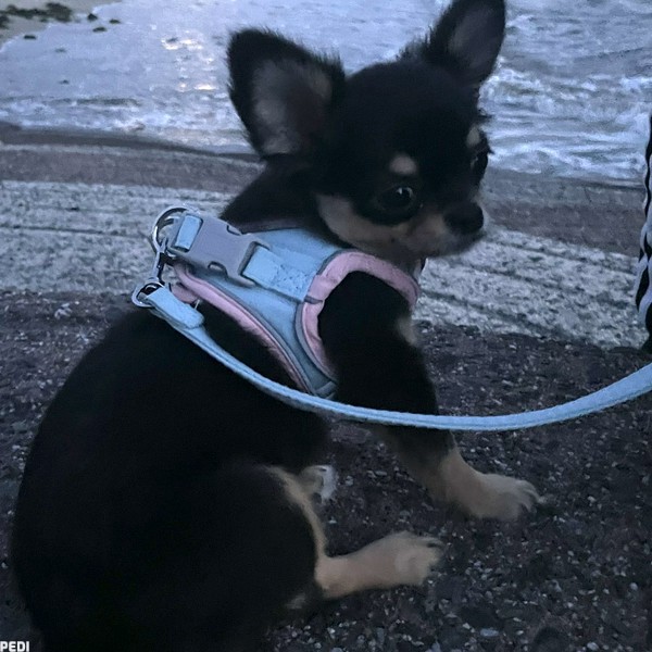 パウちゃん