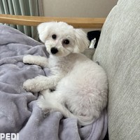 ももちゃん