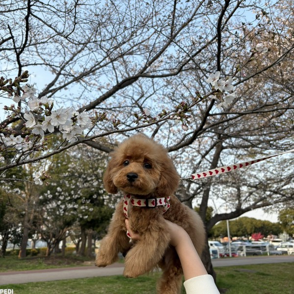 てんくん