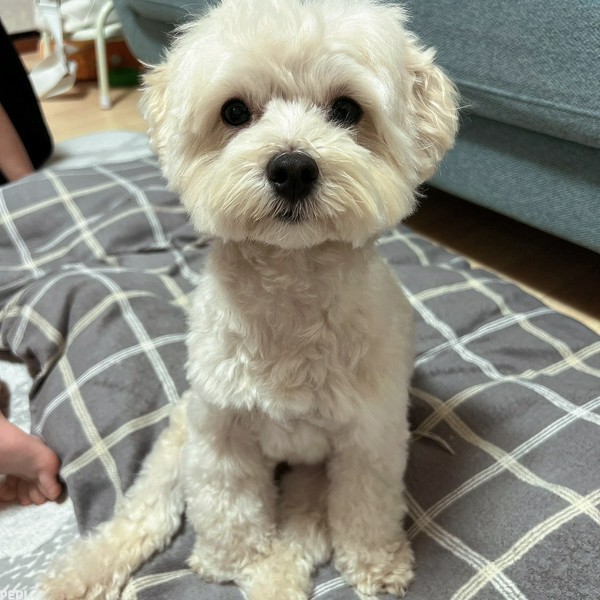 もちくん