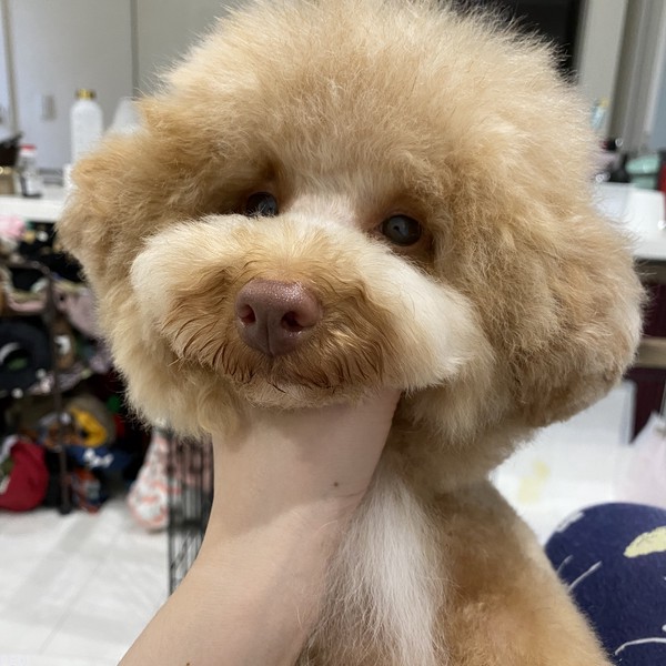 ALFくん