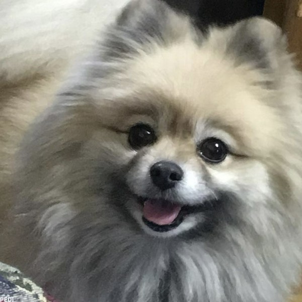 ミニーちゃん