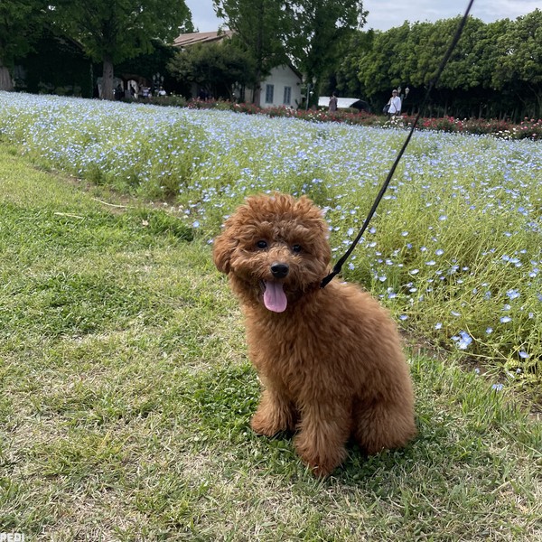こてつくん