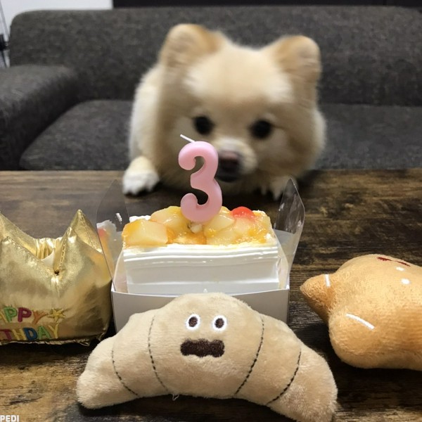 ココちゃん