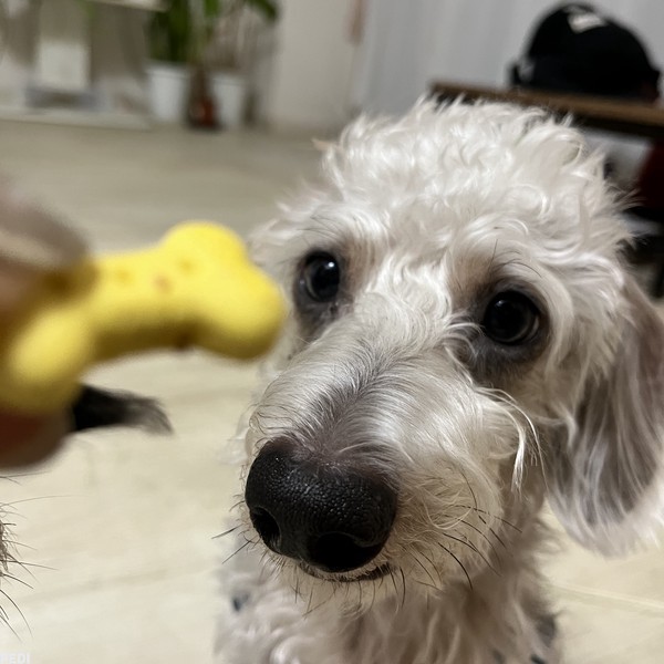 ごもくくん
