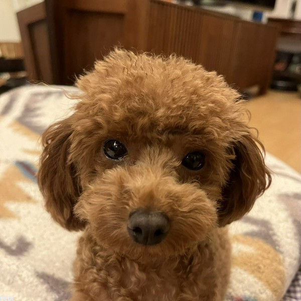 こめちゃん