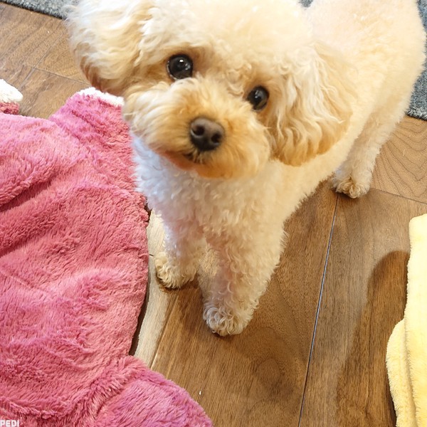 ラテくん