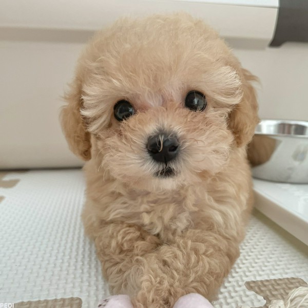 エマちゃん