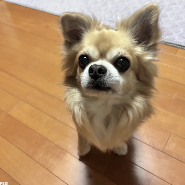 チロルくん