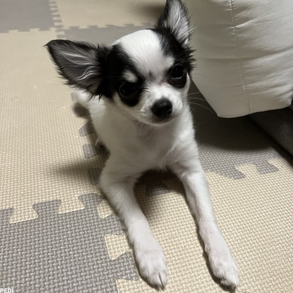 エテちゃん