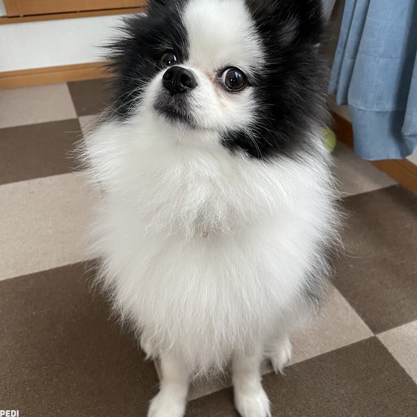 ぱうくん