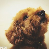 蓮くん
