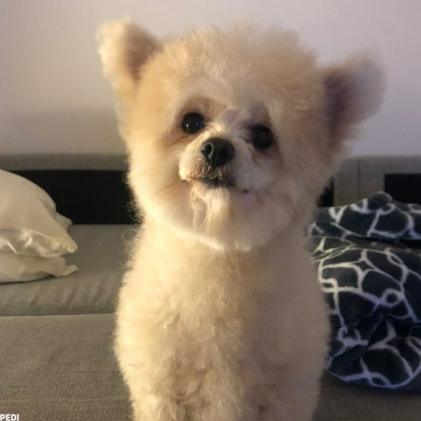 おからちゃん