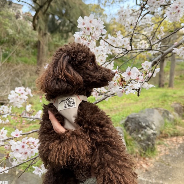 リルくん