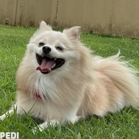 ラプちゃん