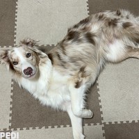にこちゃん