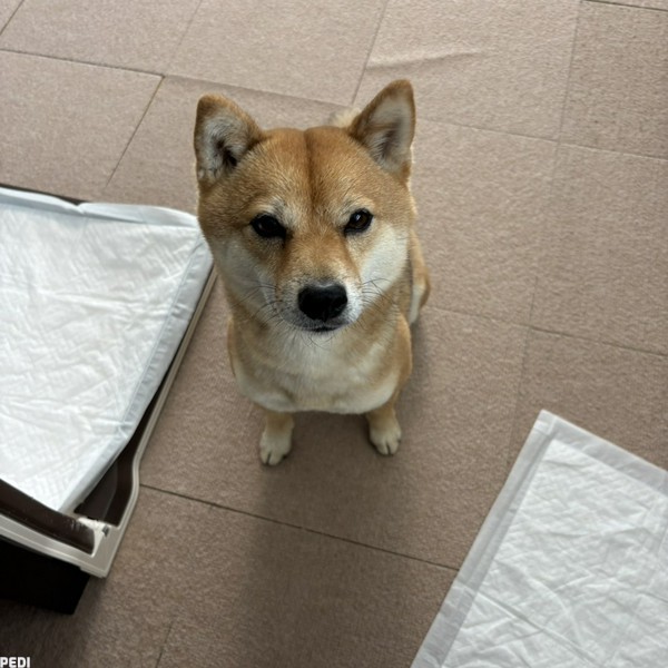 小太郎くん