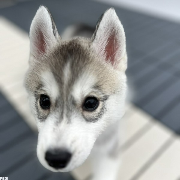 空 そらちゃん