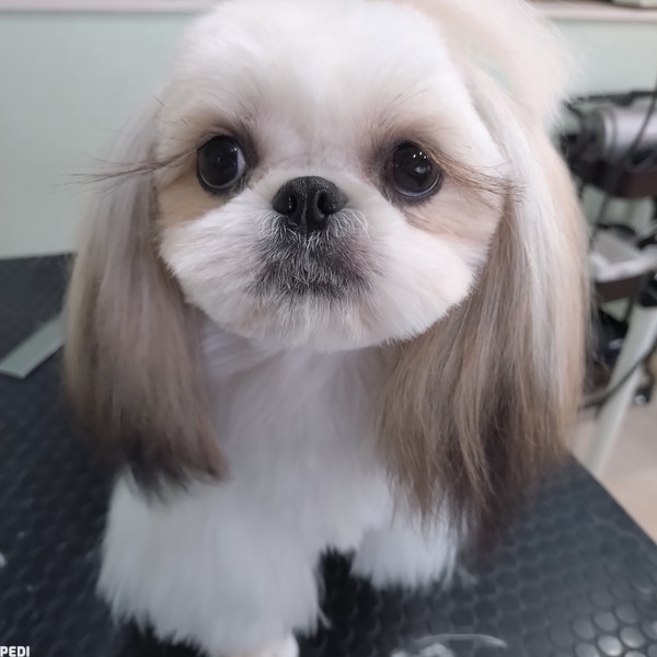 こまきちゃん