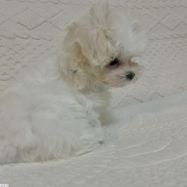 しらたまちゃん