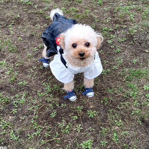 きなこちゃん