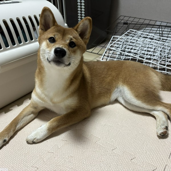 はなちゃん