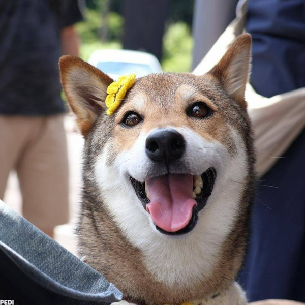 おでんちゃん