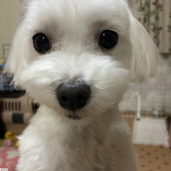 ハクくん