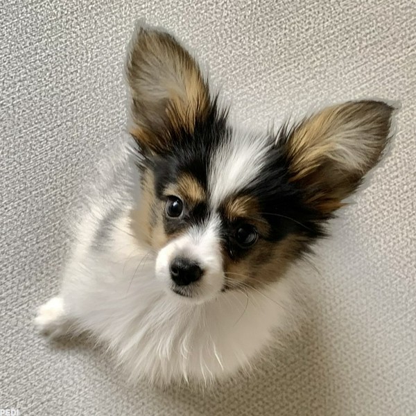 もふちゃん
