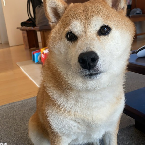 むぎちゃん