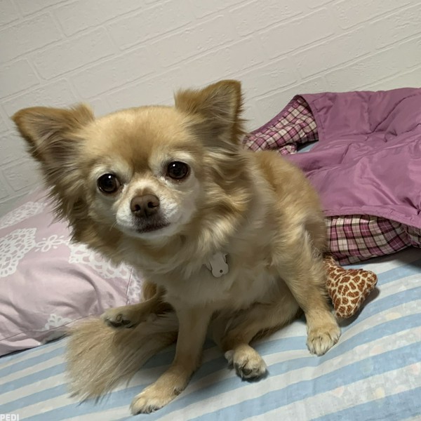 さくらちゃん