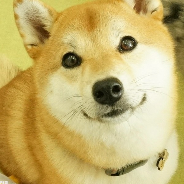 おこめちゃん