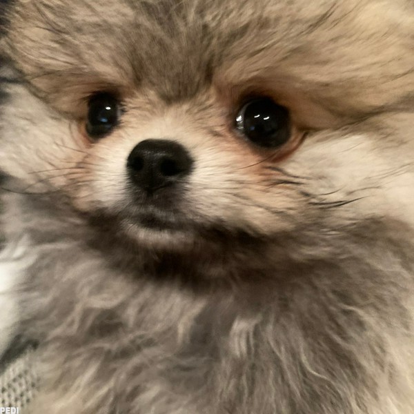 メリリーちゃん